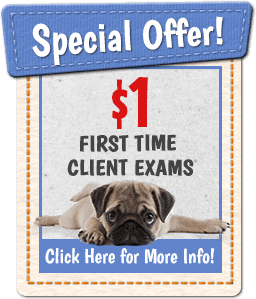 Special Offer! $1 First Time Client Exams. Click Here for More Info!