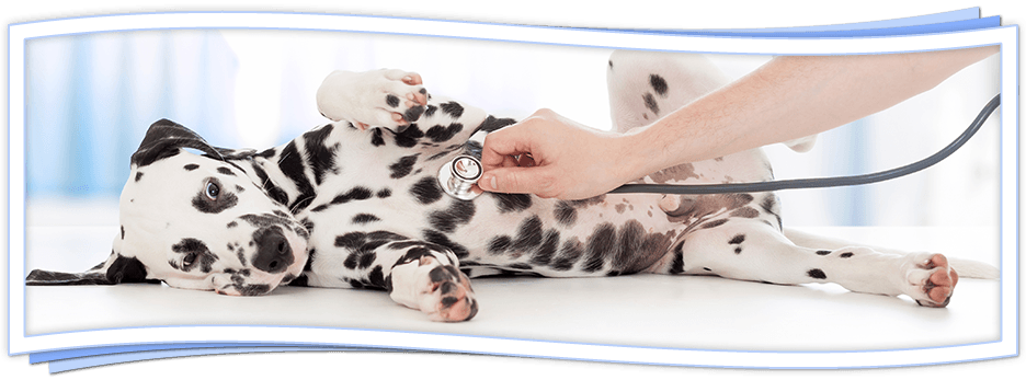 Vet Clinic in Tampa & Town N Country, FL | Animal Hospital