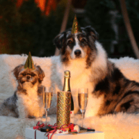 Two dogs with wine and party hats