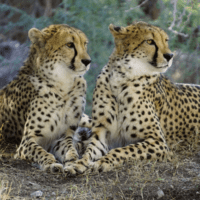 Two cheetah sitting close together looking to the right