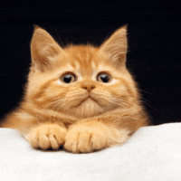 Garfield kitty looking straight up