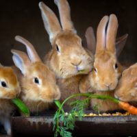 Five brown rabbits eating carrots