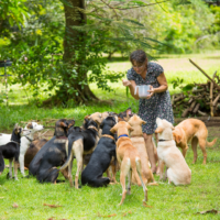 Group of rescue dogs eating in group around a lady