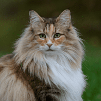 Long-haired cat looking sideways