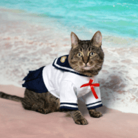 Tabby cat on a sailor shirt