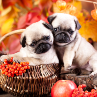 Two puppy pugs in a basket with autumn leaves in the background