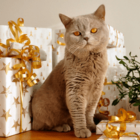GRayish brown cat with large white gifts in the background