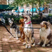 Three dogs on a leash