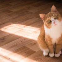 Ginger cat in sunbeam on wood floor