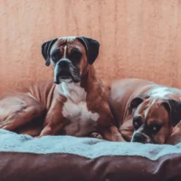 Two brindle-and-white Boxer dogs resting on a plush grey dog bed against a textured tan wall.