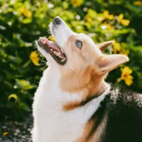 A Corgi set against a vibrant background of sunlit yellow flowers and green foliage.