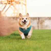 A Corgi runs across a lush green lawn.