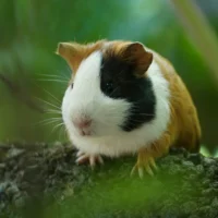 A guinea pig sits on mossy rock surface with a soft-focus green background.