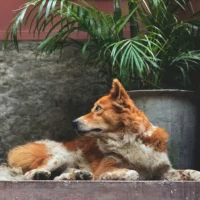 A medium-sized, reddish-brown and white long-haired dog lies on a stone ledge, looking over its shoulder with an alert expression toward a large potted palm plant.