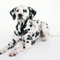 A Dalmatian lies on its stomach against a plain white background.
