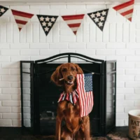 An Irish Setter sits in front of a white brick fireplace, holding a small American flag.