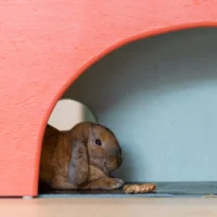 A brown, lop-eared rabbit rests quietly inside a bright orange wooden shelter.