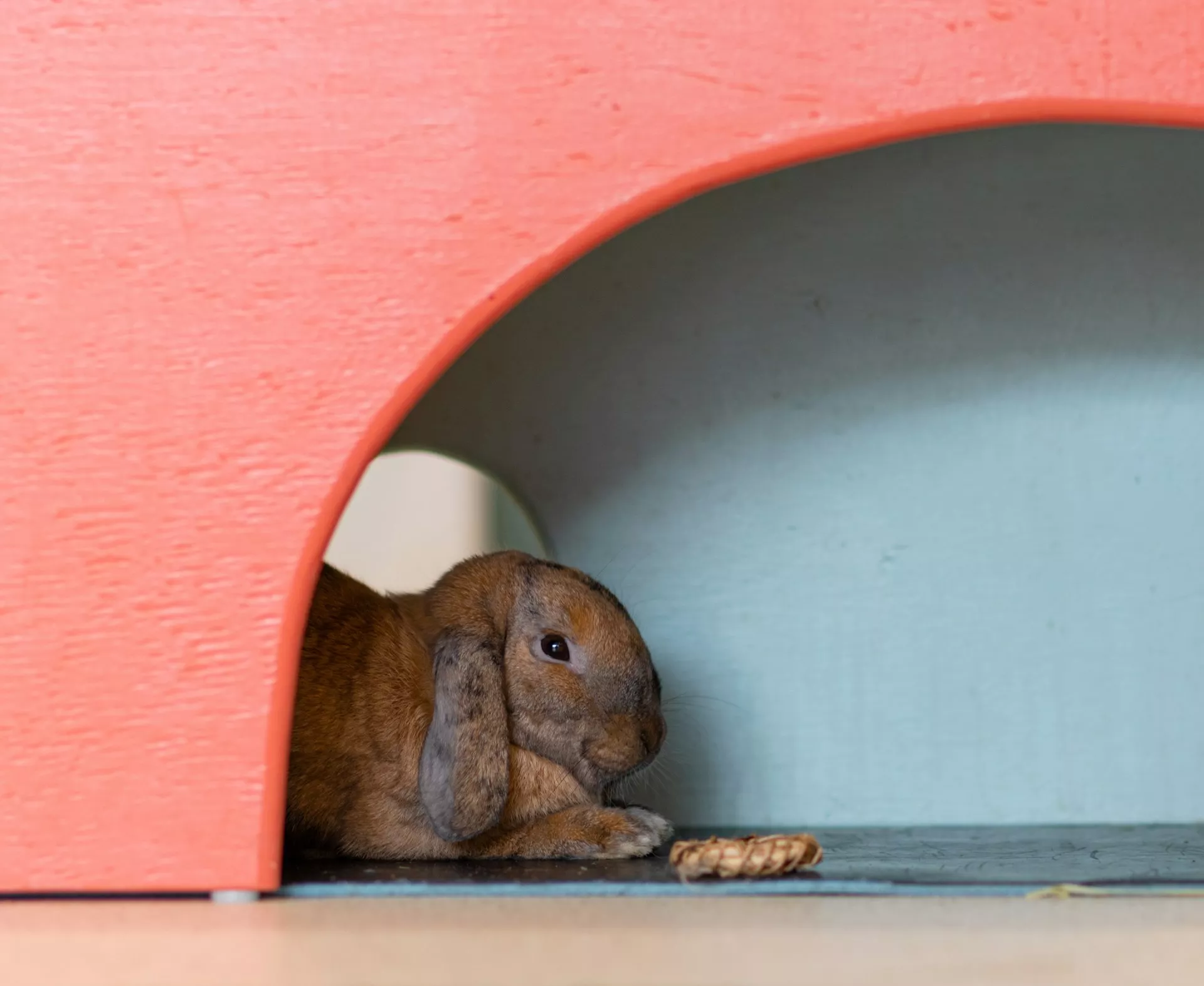 Danimals Rabbit Rabbit Toys and Enrichment | Baycrest Animal Clinic
