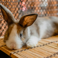A brown and white rabbit with large, alert ears lies flat on its stomach on a bamboo mat, with a wire mesh fence visible in the background.