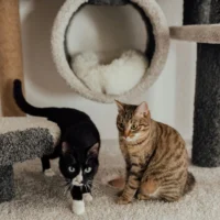 A black and white tuxedo cat and a brown tabby cat sit together on a multi-level carpeted cat tree.
