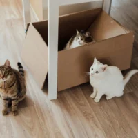 Three cats in a room with light wood floors under a white table.