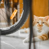 A fluffy orange and white cat lies on a light-tiled floor behind the wheel of a bicycle.