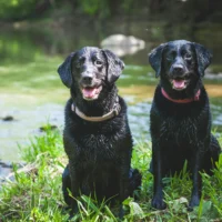 Two wet black Labrador Retrievers sit side-by-side on a grassy bank next to a shallow, sunlit stream.
