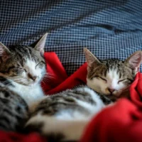 Two young tabby and white cats sleep side-by-side, snuggled under a vibrant red blanket against a blue and white checkered pillow.