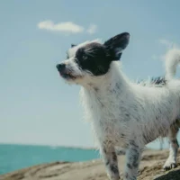 A black and white dog stands on a rocky shore, looking out toward a blue ocean under a clear sky.
