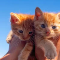 Two small orange tabby kittens with blue eyes are held up together toward a bright blue sky.