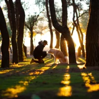A silhouette of a person kneeling in front of a fluffy dog in a sun-drenched forest, with the golden light of sunset filtering through the trees.