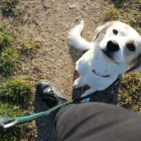 A dog with brown patches sitting on a dirt and grass path, looking up at the person holding its green leash.