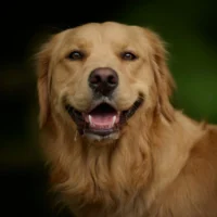 A Golden Retriever with its mouth open, set against a soft, dark green blurred background.