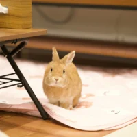 A small, light brown rabbit sits alertly on a pink patterned blanket on a wooden floor.