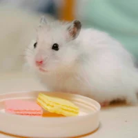 A hamster sits on a light-colored surface next to a small dish of pink and yellow wafer treats.